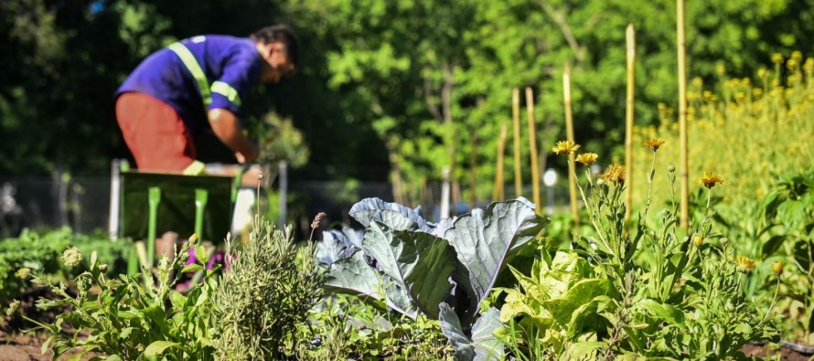Escobar: la huerta agroecológica Municipal finalizó su quinta cosecha