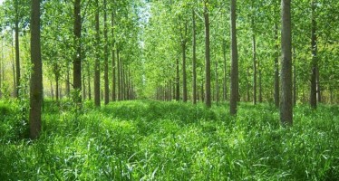 Potencian los bosques del Delta con una receta neocelandesa