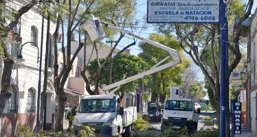 San Fernando realiza un cuidado especial de los jacarandás antiguos de la ciudad