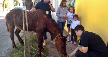 San Fernando rescató a un caballo con muy mala salud que era utilizado como animal de carga en la vía pública