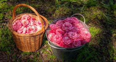 Un tesoro de camelias en el corazón del Delta