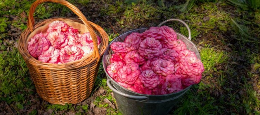 Un tesoro de camelias en el corazón del Delta - Zona Norte Ambiental