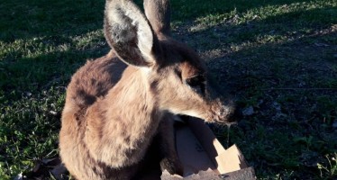 El compromiso de una comunidad por preservar las especies en peligro de extinción en el delta