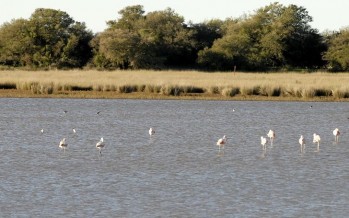 Humedales, la próxima frontera