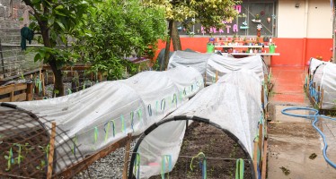 San Fernando: el Colegio Madre Rafaela avanza en el proyecto de una huerta natural orgánica