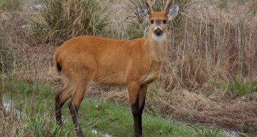 Actividades en el Parque Nacional Ciervo de los Pantanos para el finde largo