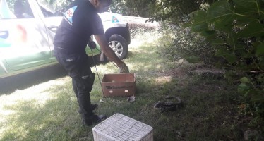 San Fernando: Defensa Civil capturó un lagarto overo en un domicilio y lo devolvió a su hábitat natural