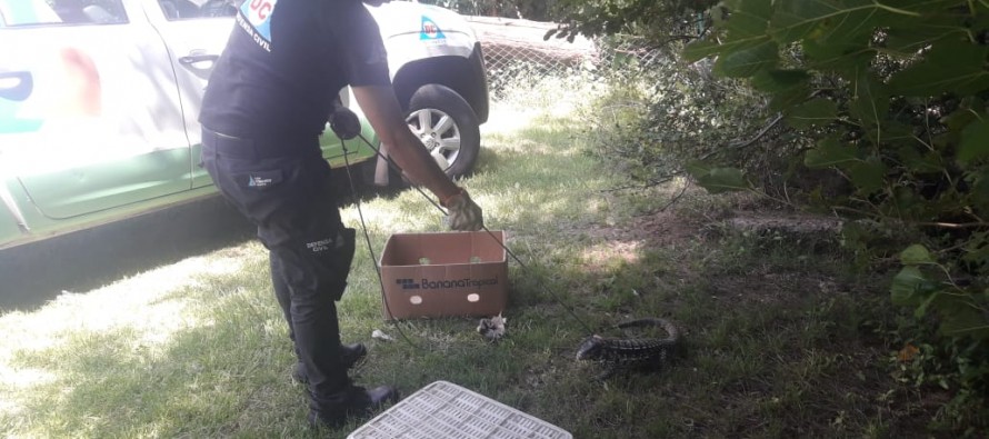 San Fernando: Defensa Civil capturó un lagarto overo en un domicilio y lo devolvió a su hábitat natural