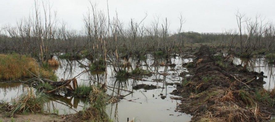 Humedales y biodiversidad en riesgo