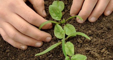 Espinaca, un cultivo fácil y nutritivo para sembrar en febrero