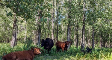 INTA monitorea la producción ganadera en el Delta con propuestas tecnológicas sustentables