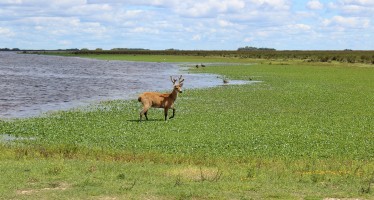 El Parque Nacional Ciervo de los Pantanos permanecerá cerrado hasta nuevo aviso