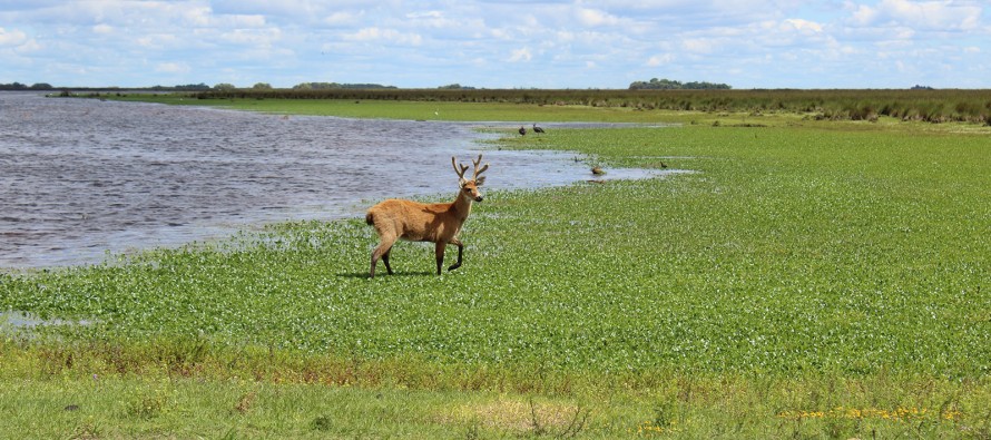 El Parque Nacional Ciervo de los Pantanos permanecerá cerrado hasta nuevo aviso