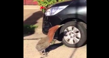 El curioso pájaro que se mostró caminando por las calles de Olivos en cuarentena