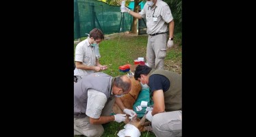 Se recupera el ciervo de los pantanos que debió ser intervenido