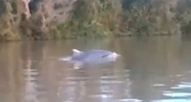 Un delfín en peligro de extinción apareció nadando en el río Paraná