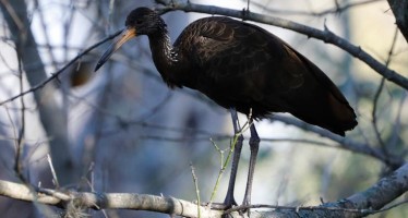 La ausencia de personas y de vehículos pobló de aves la ribera de la zona norte