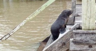 Fue rescatado otro lobo marino en Tigre