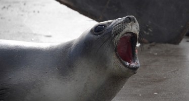 Volvieron al mar los lobos marinos rescatados fuera de su hábitat