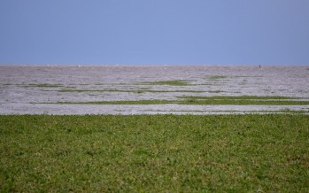 El INTA inició el mapeo de la distribución y usos de humedales