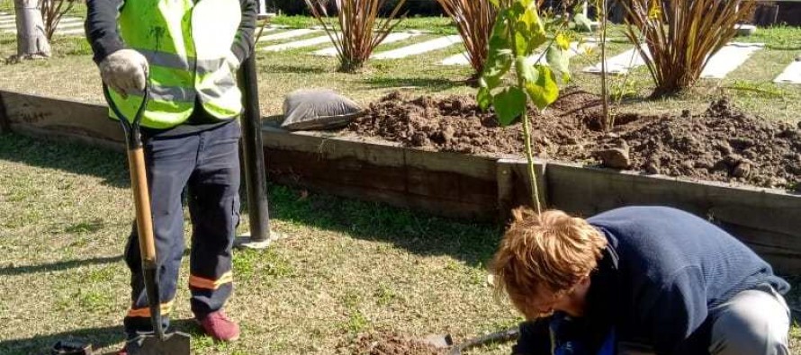 Escobar: se trasplantaron árboles del recreo Puente La Arenera para preservar especies autóctonas