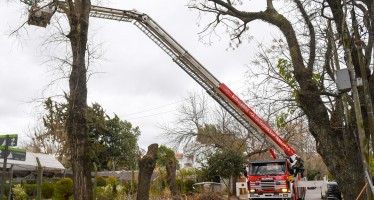 San Fernando controló el estado de árboles antiguos en Punta Chica