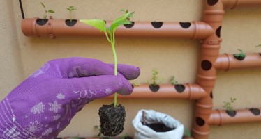 Huertas: cinco consejos clave para producir plantines