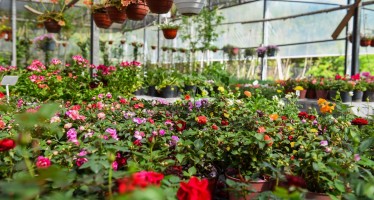 Por primera vez en la historia la Fiesta Nacional de la Flor será bajo modalidad virtual