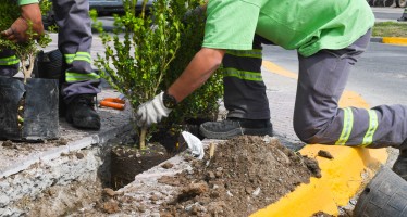 San Fernando plantó nuevos arbustos en las principales avenidas de la ciudad