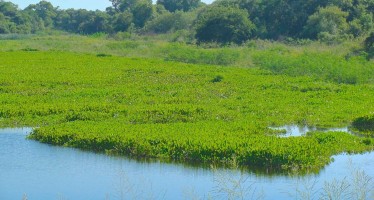 Nación creó el Programa de Humedales para la conservación y uso sostenible