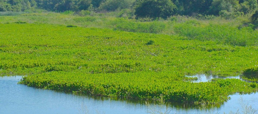 Nación creó el Programa de Humedales para la conservación y uso sostenible