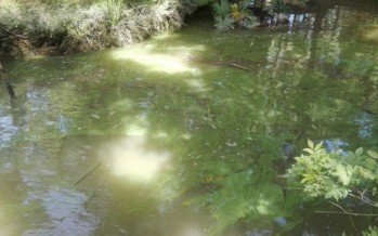 Cianobacterias: advierten que las aguas del río no son aptas para consumo ni uso recreativo