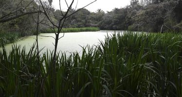 ¿Por qué se celebra hoy el Día de los Parques y Reservas Naturales Bonaerenses?