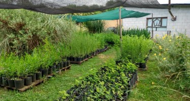 Plantaron más de 100 plantas nativas en la Reserva Educativa de Ingeniero Maschwitz