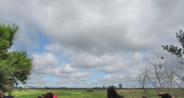 “Bombardeo” de semillas nativas en los humedales