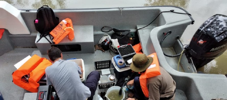 Cianobacterias en el Delta: la Autoridad del Agua y Tigre continúan con los análisis