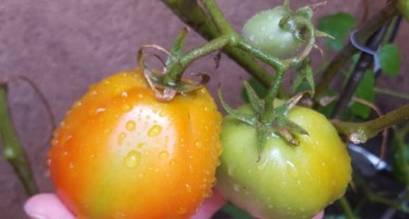 Cómo cuidar a la huerta urbana del calor del verano