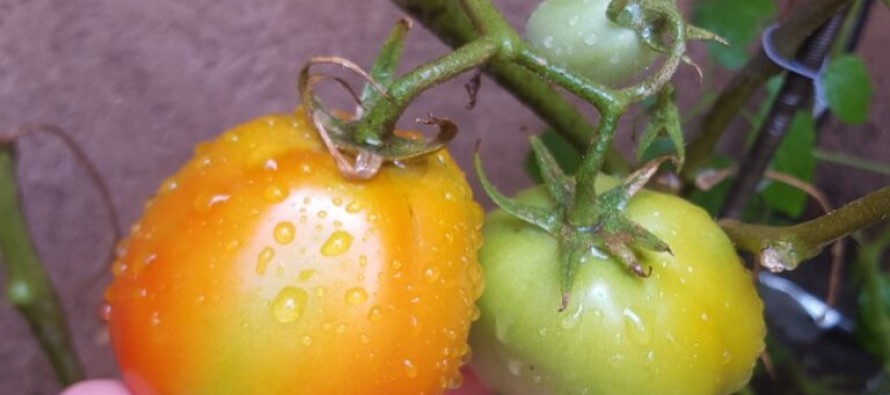 Cómo cuidar a la huerta urbana del calor del verano