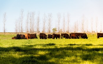 Las herramientas que proyecta el INTA para el uso agroindustrial sostenible de los humedales