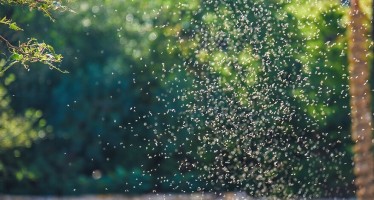 Invasión de mosquitos: ¿a qué se debe el fenómeno y cuánto durará?