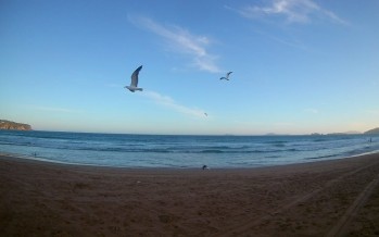 Fin de semana largo: una app permitirá hacer un “conteo” de aves de jardín, balcones y plazas