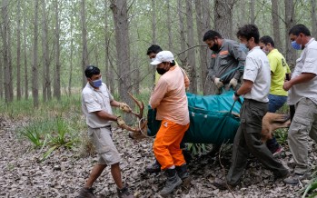 Ambiente rescató un ciervo de los pantanos herido en el Delta del Paraná