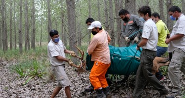 Ambiente rescató un ciervo de los pantanos herido en el Delta del Paraná