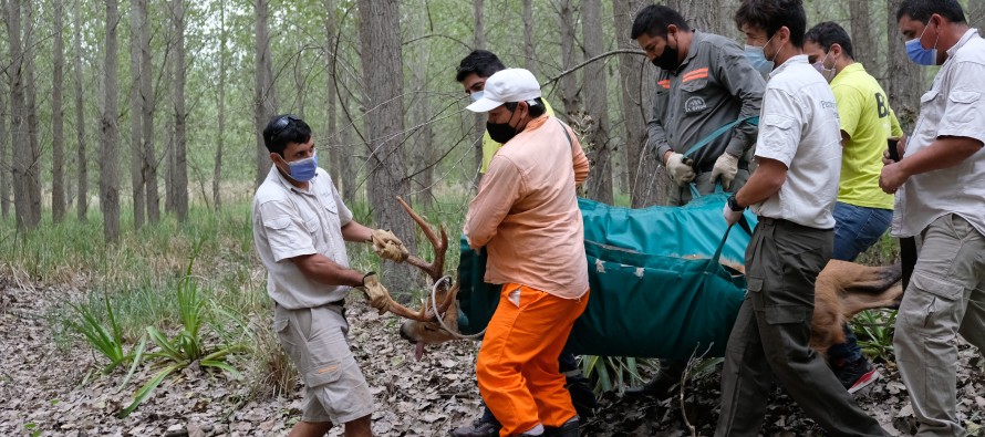 Ambiente rescató un ciervo de los pantanos herido en el Delta del Paraná