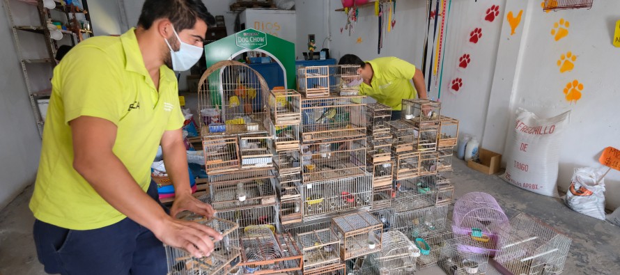 Tráfico de fauna silvestre: Ambiente decomisó aves en una forrajería en Pilar