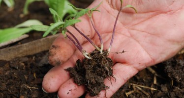 Huerta: consejos para producir en otoño-invierno