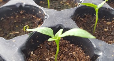 Cómo armar plantines de flores y hortalizas en casa