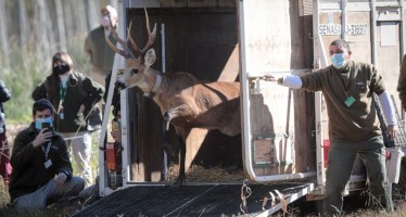 Liberaron en el Delta del Paraná un ciervo de los pantanos que había sido rescatado en marzo