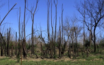 Alertan sobre la “pérdida de fertilidad” en suelos afectados por incendios en humedales