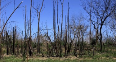 Alertan sobre la “pérdida de fertilidad” en suelos afectados por incendios en humedales